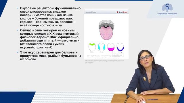 3.1 Орган вкуса: развитие языка, вкусовые сосочки, их специализация, строение вкусовой почки