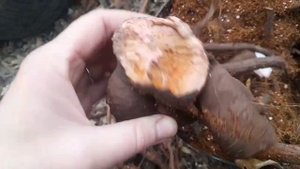 Шок! Корень пиона всю зиму пролежал на земле! Приехала на свой участок...