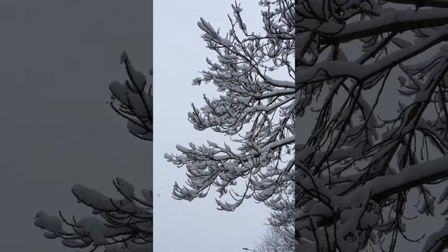 Narrow Leaved Ash (Fraxinus angustifolia) - leaves in the snow - March 2018