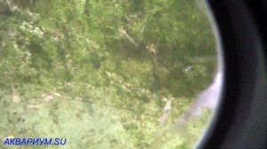 Креветка Ваннамей первый опыт