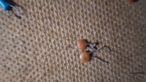 обзор и тест на магнит конденсаторов