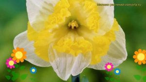 Нарцисс сплит корона Принтал. Краткий обзор, описание характеристик, где купить луковицы Printal