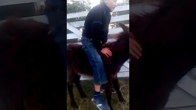 Осел на ослови . com смотреть онлайн