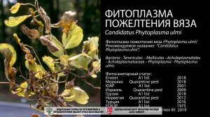 Фитоплазма пожелтения вяза  (Phytoplasma ulmi)