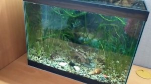 #Запуск рыб в аквариум#Негативный опыт детства#