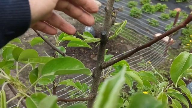 Результат обрезки на пенек, так ли он страшен, как его малюют!
