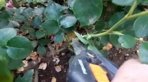 ЛЕТНЯЯ ОБРЕЗКА РОЗ ПОСЛЕ ЦВЕТЕНИЯ