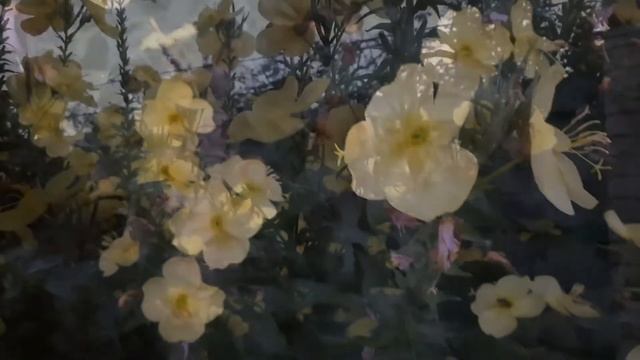 ЧУДО ПРИРОДЫ. На закате, прямо на глазах, раскрывается лунный цветок ЭНОТЕРА смотреть онлайн