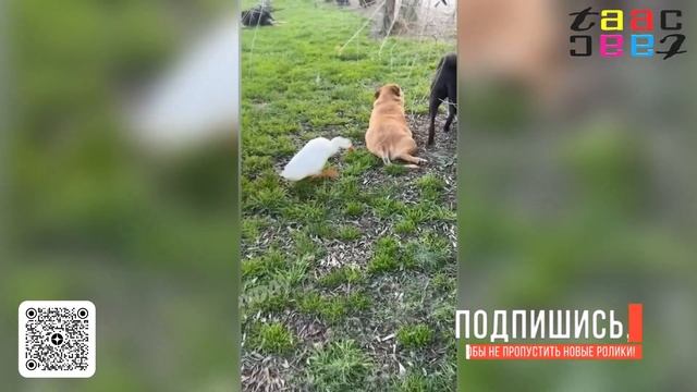 ПРИКОЛЫ РУССКИХ.   Моменты с Животными .Нелепые Моменты с Животными Снятых На Камеру