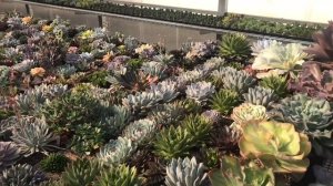 My Echeveria collection - коллекция Эчеверий Мастера Георгия Аристова