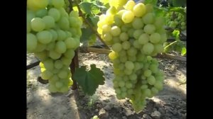 Сорт винограда ЛОРА