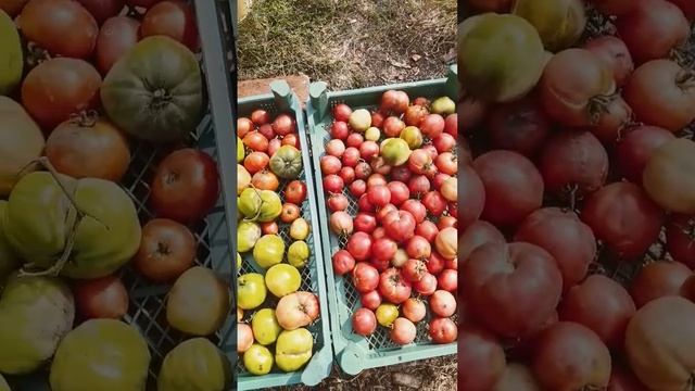 Первый год. Скудный урожай с большого огорода