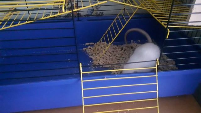 Генеральная уборка в клетке у крыс/как я убираю у крыс?/уборка у крысы смотреть онлайн