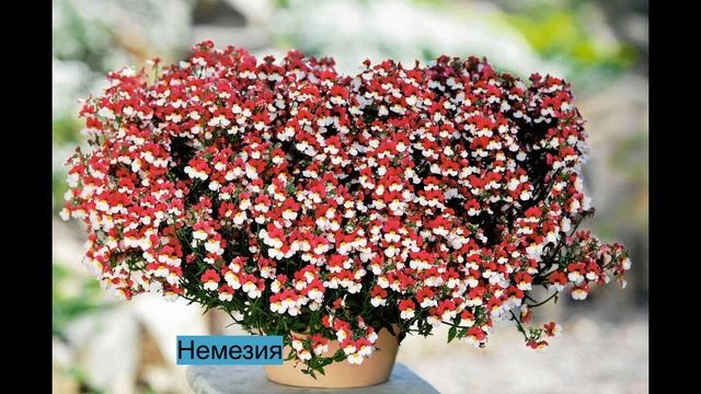 5 САМЫХ КРАСИВЫХ РАСТЕНИЙ ДЛЯ ПОДВЕСНЫХ КАШПО!!!