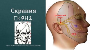 Скрания. Висок. Щека