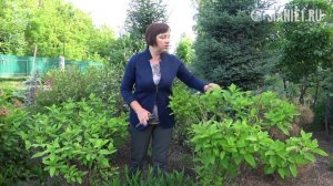 Гортензии - надо ли обрезать?