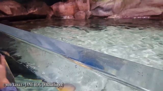 влог: Самый большой океанариум в Корее ♥ LOTTE AQUARIUM смотреть онлайн