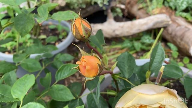 Bring me sunshine Vs Dannahue David Austin roses смотреть онлайн