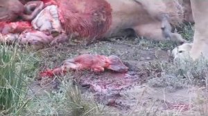 Lions kill pregnant warthog (unseen)