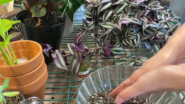 Repotting - Zebrina, Monstera, Dieffenbachia, Syngonium, Peace Lily, Gold Angel Ivy, & Dedos- 7/7/2 смотреть онлайн