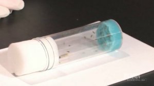 How To Anesthetize Drosophila
