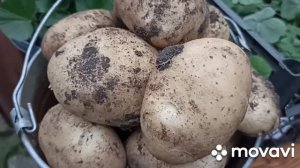 КАРТОФЕЛЬ СЫНОК УРОЖАЙ 2023 Г // ЛПХ ЛИПАТОВА АНАСТАСИЯ // ВАЦАП 89152458159