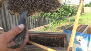 Ловля и пересадка роев 2023. Роеловство. Пчеловодство.