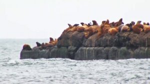 СИВУЧИ. Красивые животные под музыку