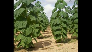 #павловния дарахти хакида тулик малумот ?% | Pavlovniya daraxti haqida to'liq malumot