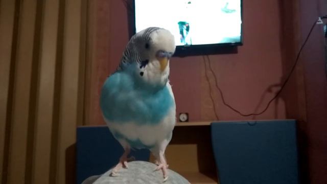 Говорящий попугай. Новая фраза "Тили, тили, бум, 😁бум 🐦😘 смотреть онлайн