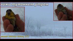 Ловля певчих птиц. Чижи туманным утром. Catching songbirds. Siskins.