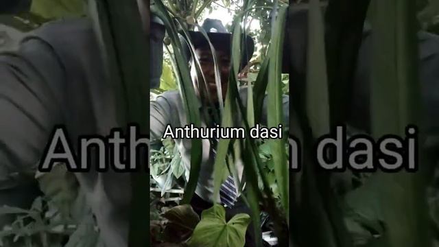 Anthurium dasi ( A. vittarifolium) смотреть онлайн