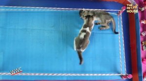 EPIC Funny Cat Fight Competition | Cat Wrestling | Funny cat wwe