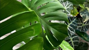 Зимние пересадки. 3-я серия. #МонстераДеликатесная #монстера