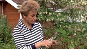 Почему плохо цветут розы