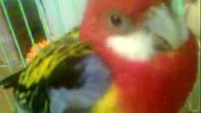 Розелла повторяет свист rosella whistles смотреть онлайн