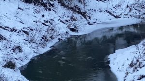 Зверек на берегу