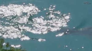 БЕЛЫЙ АМУР ЕСТ ЛИСТЬЯ НА ПОВЕРХНОСТИ!!!