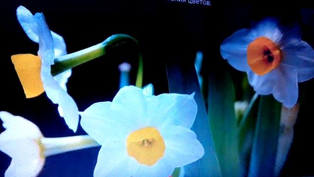 Презентация цветов смотреть онлайн