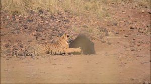 Медведь против тигра Bär vs Tiger