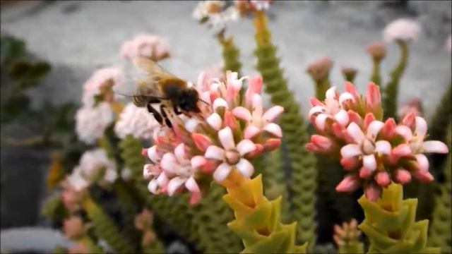 Fujifilm Finepix s4000 - Test video смотреть онлайн