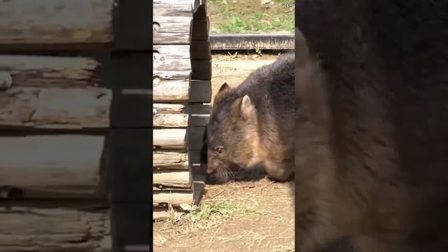 Вомбат из японского зоопарка признан самым старым в мире