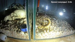 Как жалит скорпион. Замедленное видео