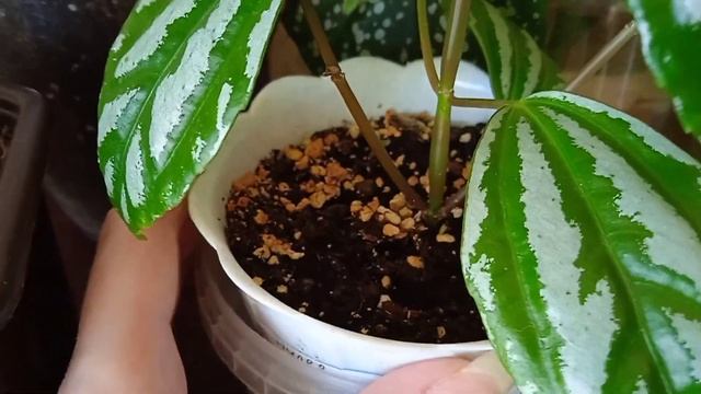 Об-Zorro-чка растений на кухне. 2.часть смотреть онлайн