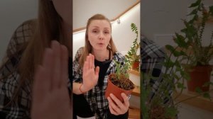 Что делать, если папоротник обморозился / попал под сквозняк. Нефролепис почернели вайи/ листья