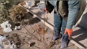 Весенняя ОБРЕЗКА гортензии наглядно, показывает Евгения, советы и опыт как обрезать гортензию