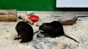 Нутрии в зоопарке. Нутрия ест лапами, а другая нутрия пришла на нас посмотреть! Nutria