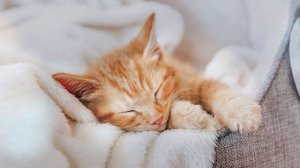 Relaxing MUSIC FOR CATS with a piano 10 hours ♬ Cute CATS ARE SLEEPING 💤