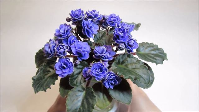 Ness' Crinkle Blue - African Violet Review смотреть онлайн
