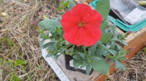 ?ОБЗОР СОРТОВ ПЕТУНИЙ . ЧАСТЬ 1. ???АМПЕЛЬНЫЕ, КАСКАДНЫЕ, СУПЕРКАСКАДНЫЕ.